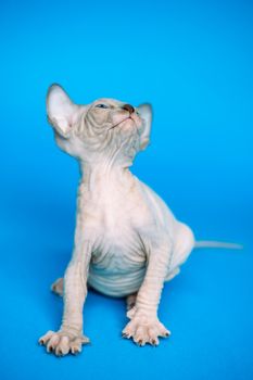 Kitten of Canadian Sphynx Cat breed standing on blue background