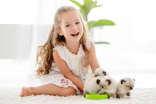 Child girl feeding ragdoll kittens from bowl. Little female person cares about kitty pets at home