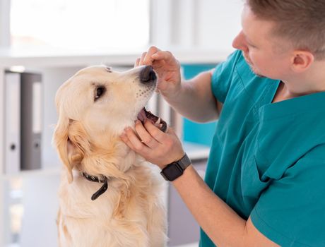 Vet checking teeth of dog