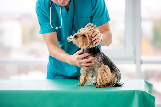 Veterinarian examining yorkshire terrier in clinic