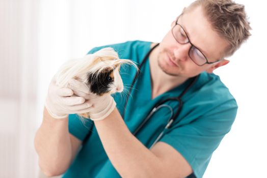 Veterinary examining little guinea pig