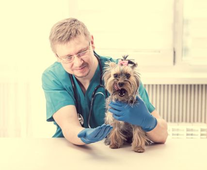 Veterinarian holding Yorkshire Terrier dog on hands