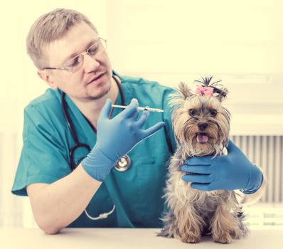 Veterinarian giving an injection to Yorkshire Terrier dog