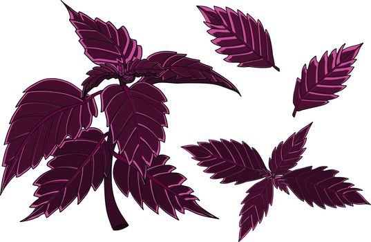 Basil isolated on a white background. Basil, fragrance seasoning. Hand drawn vector illustration. Colored illustration