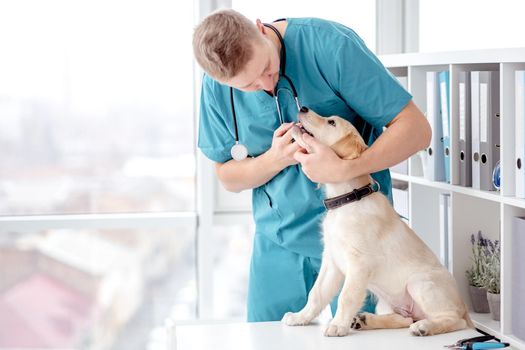 Doctor examining retriever dog