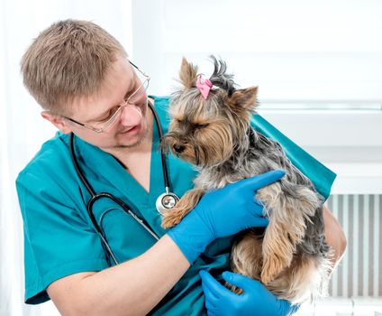 Veterinarian holding dog on hands at vet clinic