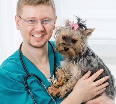 Veterinarian holding Yorkshire Terrier dog on hands