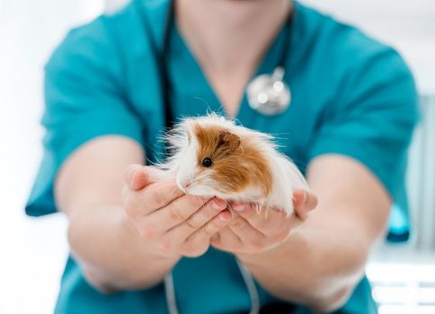 Veterinary doctor holding guinea pig on hands