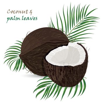 Coconut, whole and pieces with palm leaves isolated on white background. Colorful botanical vector ilustration. Vintage tropic design