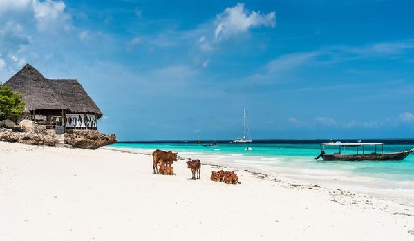 picturesque landscape with cows and house on the beach, Zanzibar