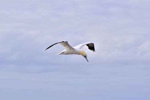 Northern gannet in flight in the sky
