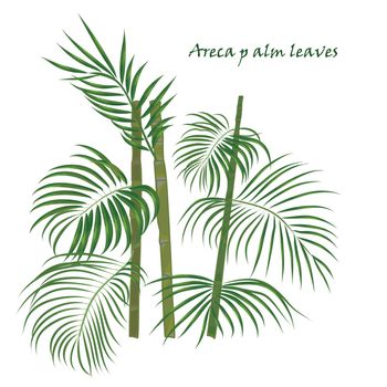 Branch tropical palm areca leaves. realistic drawing in flat color style. isolated on white background.