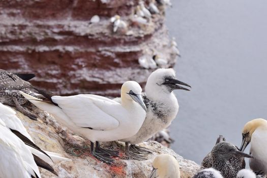Northern gannets with a youngster sitting on the rocks