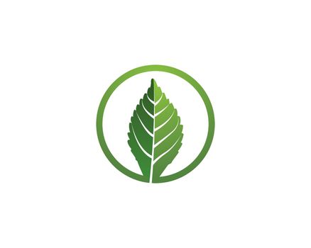 Mint leaf logo