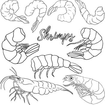 Shrimp, prawn icons set. Collection shrimp, without shell, meat. Realistic vector illustration, coloring pages