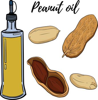 Oil set. Hand drawn vector illustration. Peanut oil. Use for cosmetic products or food. Sketch style vector organic food illustration.