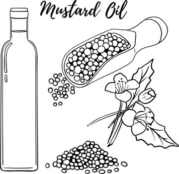 Oil set. Hand drawn vector illustration. Mustard oil. Use for cosmetic products or food. Sketch style vector organic food illustration.