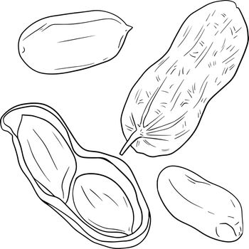 Hand drawn Peanut vector illustration. Peanut. Use for cosmetic products or food. Sketch style vector organic food illustration.