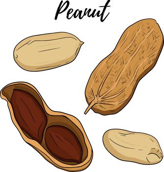 Hand drawn Peanut vector illustration. Peanut. Use for cosmetic products or food. Sketch style vector organic food illustration.
