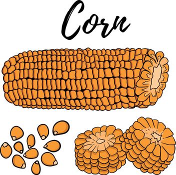 Vector hand drawn set of farm vegetables. Isolated corn cobs. Engraved art. Organic sketched vegetarian objects. Use for restaurant, menu, grocery, market, store, party, meal