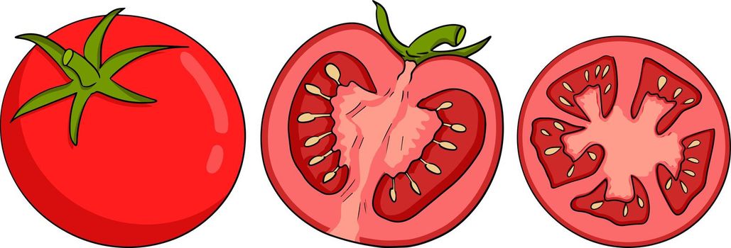 Hand drawn colorful red tomato. Vector illustration isolated on white background. Realism vegetable.
