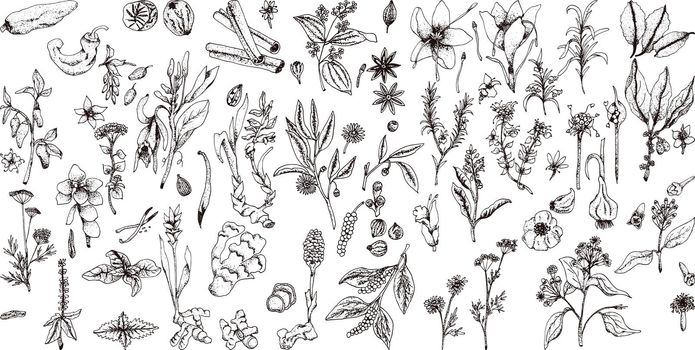 Set of hand drawn vector spices and herbs. Medicinal, cosmetic, culinary plants.