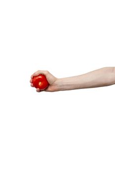 fresh tomato held in hand isolated on white background. man holding vegetable