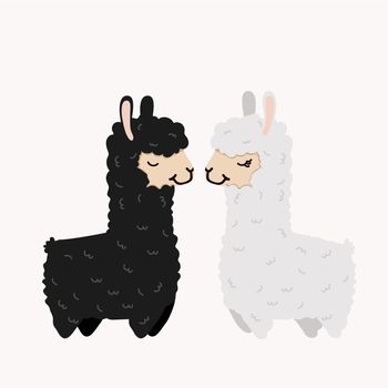 alpaca couple in love On Isolate Background 