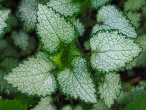 Beautiful two colored green adn white plant. The leaves of Lamium Beacon Silver in the garden close-up. Bush of Lamium . Top view. Botanical pattern. Greenery nettle. Nature concept.