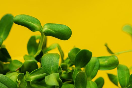 Micro green leaves close up against yellow background