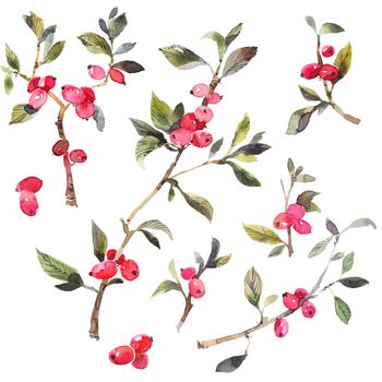 Watercolor twig with berries