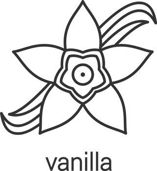 Vanilla flower linear icon