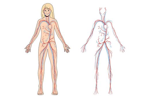 Woman arterial and venous circulatory system