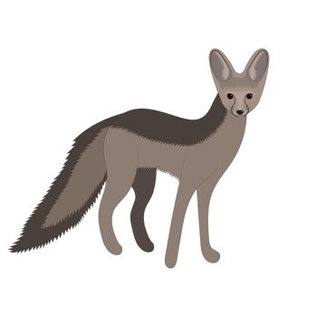 Cape fox vector illustration. Wild mammal animal.