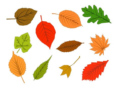 illustration of color autumn leave
