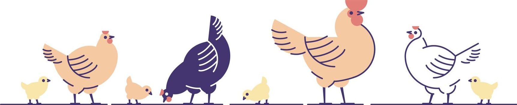 Chickens flat vector illustration. Multicolor chicks, hens and and rooster cartoon isolated design elements with outline. Chicken meat production, bird breeding. Poultry farm, animal husbandry
