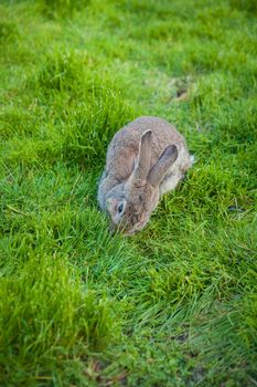 One rabbit eats grass in garden
