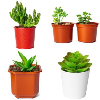 Collage of potted succulents isolated on white