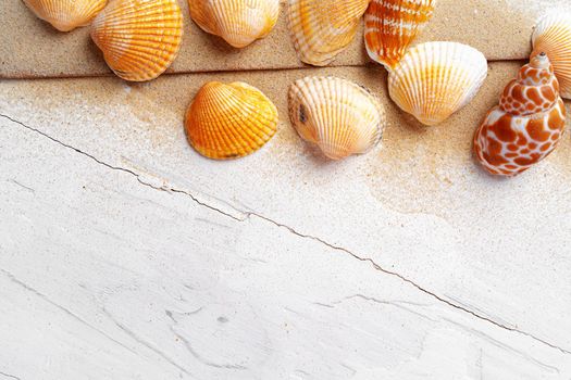 Summer vacation concept with sea shells on white planks close up