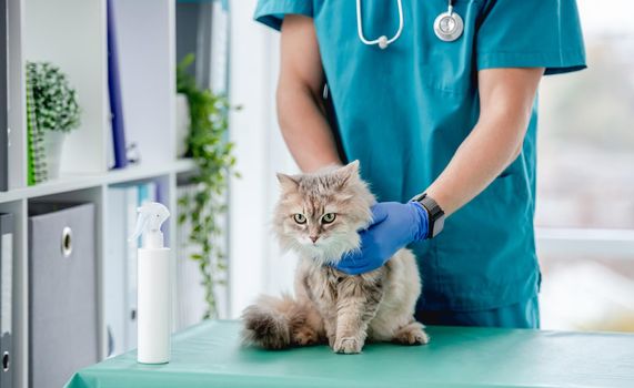 Fluffy cat in hands of vet