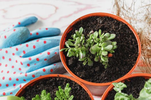 Collection of various house plants, gardening gloves, potting soil and trowel on white wooden background. Potting house plants background.