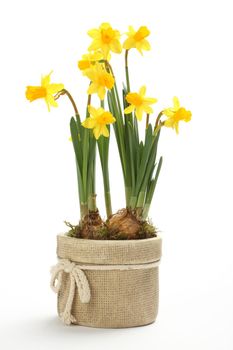 Narcissus in flowerpot isolated on a white background