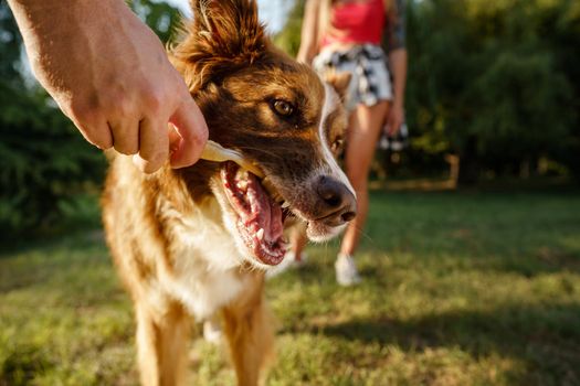 Close up portrait of Border Collie dog in park