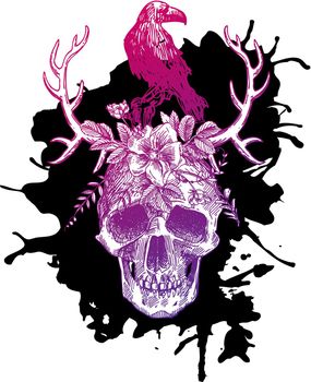 sketch illustration the skull