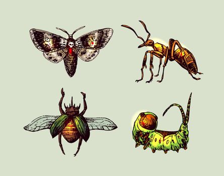 Iinsects hand drawn set. Beautiful vector illustration.
