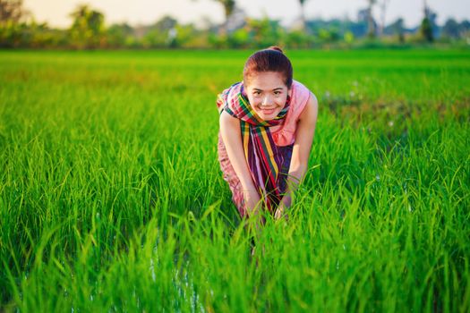 farmer woman working in rice field