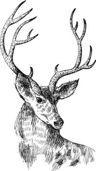 hand drawn deer
