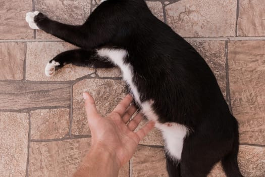 A man's hand touches the stomach of a black pregnant cat lying on the floor