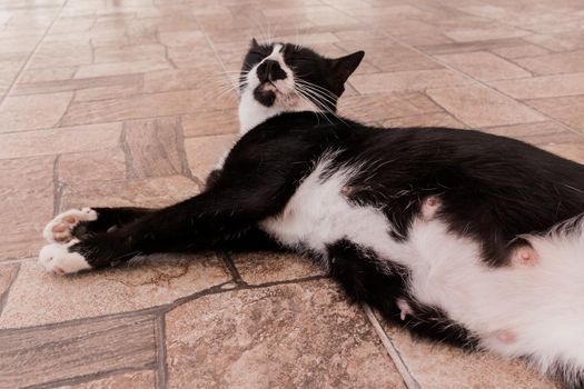 Pregnant belly of a black cat domestic pet