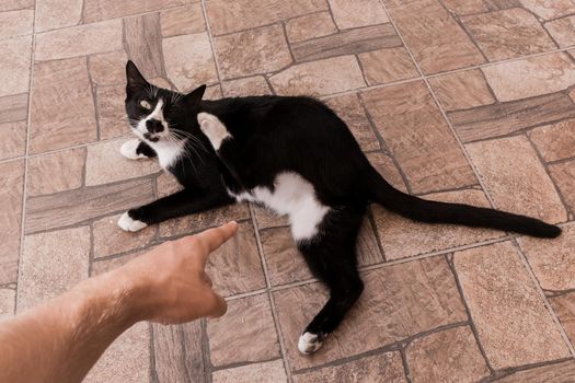 A man's hand points a finger at the belly of a pregnant black pet cat